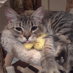 Meet your Posher, Sheryl